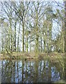 Pool in the Woods, Hilton Park, Staffordshire