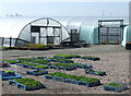 Polytunnels at Essington Fruit Farm, Staffordshire