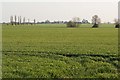 TL3371 : Manor Farm fields, Needingworth by David Bartlett