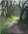 Bridleway, Wrottesley Old Park, Staffordshire