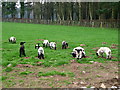 NU0935 : Lamb nursery by Lisa Jarvis