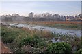 Swans on River Allen at sunrise