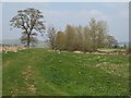 Trees within farmland