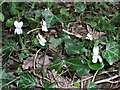 Sweet Violets near Mill Bridge