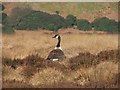 SD9734 : Canada Goose on Middle Hill. by Steve Partridge