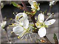 Damson blossom