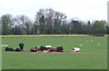 Cattle and Sheep, by Coton Farm, Shropshire