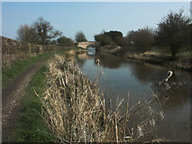 SJ8561 : Macclesfield Canal approaching Peel Lane Bridge by Jerry Evans