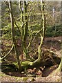 SY7393 : Beech survivor in a swallet hole, Puddletown Forest by Jim Champion