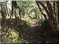 Shaded Path to Sandy Down