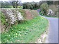 Country lane in springtime.