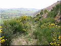 Gorse in bloom