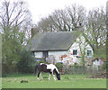 Horse Grazing, near Codsall, Staffordshire