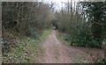 Path Through Dog Hill Wood