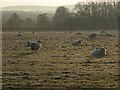 Sheep, North Newnton