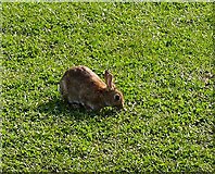 ST5476 : Rabbit beside the cyclepath by Linda Bailey
