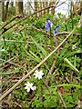 Wildflowers in Badgin Wood