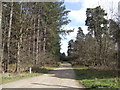 Track to Lynford Point Cottages