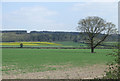 SJ9512 : Crop Fields by Mansty Farm, Pillaton, Staffordshire by Roger  D Kidd