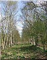 SJ9512 : Birch Trees Flanking Course of Old Railway. Pillaton, Staffordshire by Roger  D Kidd