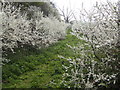 Blackthorn in bloom