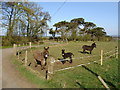 Donkeys at Tenshillingland