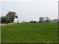 Farmland at Halnaby Grange.