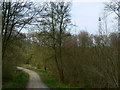 A view north in Chisbury Wood, Great Bedwyn