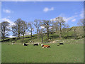 Livestock field near Woodlea Farm