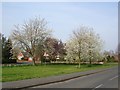 Dunnington in spring