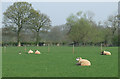 Sheep Grazing, New Barns Farm, Hartsgreen, Shropshire