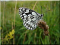 Marbled white butterfly