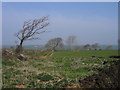 Tir Amaethyddol ger Llangwyryfon / Farmland near Llangwyryfon