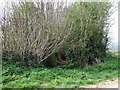 "Into the Bushes", footpath near Alveley, Shropshire