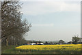 Oilseed rape crop beside Craythorne Road