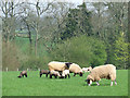 Ewes and Lambs, New Barns Farm, Hartsgreen, Shropshire