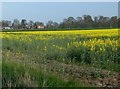 Farmland near Wistow