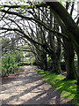 Footpath into Kenwood