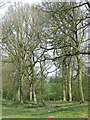 A Woodland Walk, near Hartsgreen, Shropshire