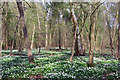 Wood Anemones in Garnetts Wood