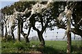 Hawthorn Hedge, Rock Head Farm