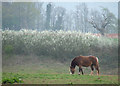 Horse with Blackthorn Blossom