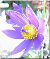 The Pasque Flower