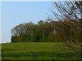 Brokenway Copse east of Collingbourne Kingston, Wiltshire