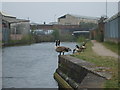 SO9298 : Canal Geese by Gordon Griffiths