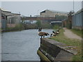 Canal Geese