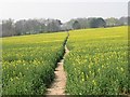 Footpath through the oilseed rape field