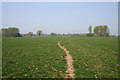 Pasture near The Pinfold