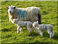 Twin lambs at Dane Street