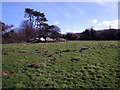 Cerrig-y-gof and Carningli